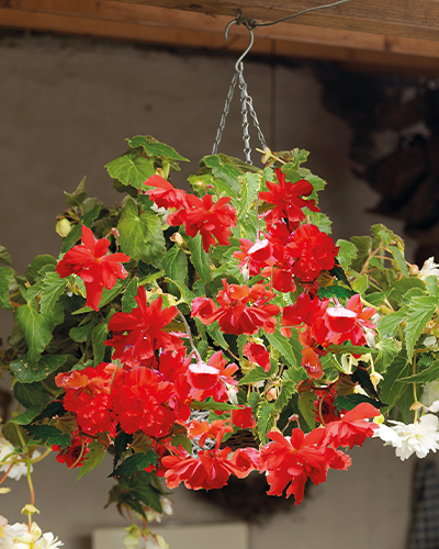BEGONIA PENDULA RED 25 kusov